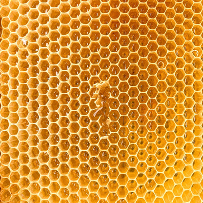 Stuk honingraat met honing 